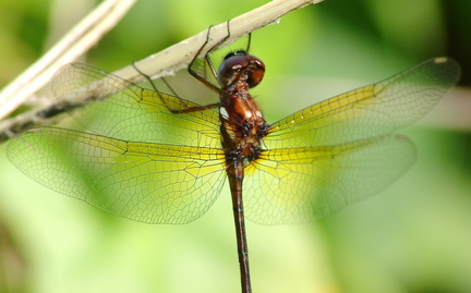 	Macrothemis celeno	