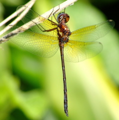 	Macrothemis celeno	