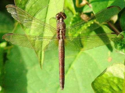 	Orthemis macrostigma femelle	