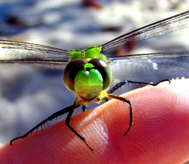 	Erythemis vesiculosa	