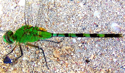 	Erythemis vesiculosa	