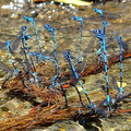 	Argia concinna	