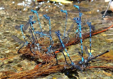 	Argia concinna	