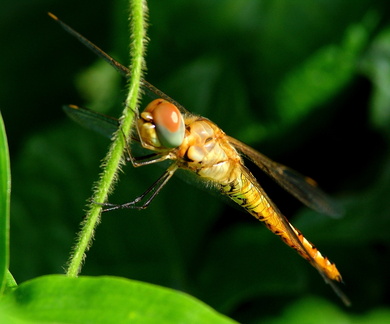 	Pantala flavescens	