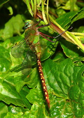 	Anax concolor mâle	