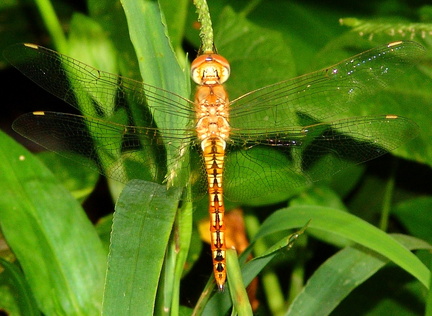 	Pantala flavescens	