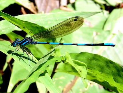 	Argia concinna	