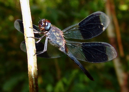 	Erythrodiplax umbrata	