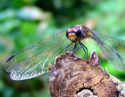 	Dythemis sterilis	