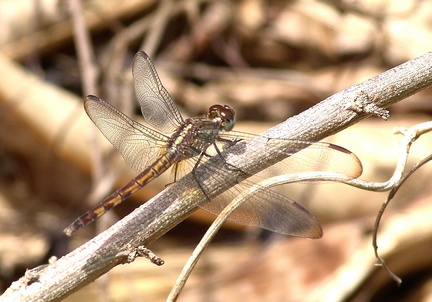 	Erythrodiplax umbrata	