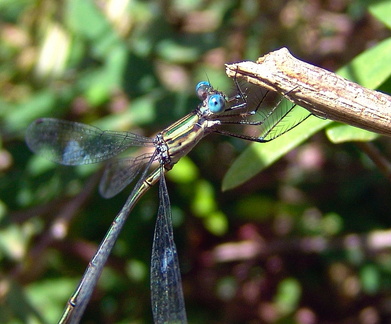 	Lestes sp.	