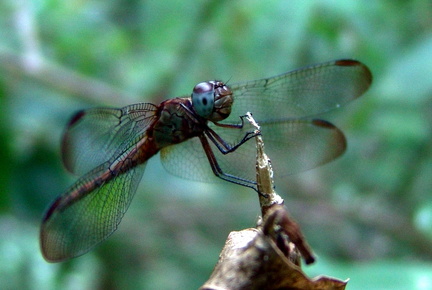 	Erythrodiplax umbrata	