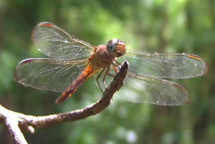 	Erythrodiplax umbrata	