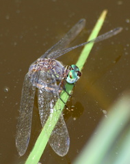 	Micrathyria aequalis	