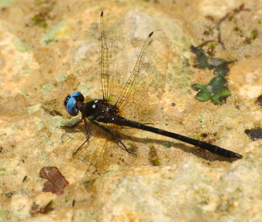 	Macrothemis celeno	