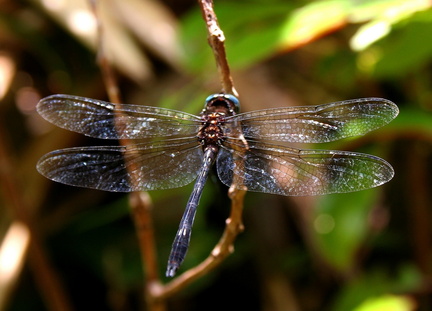 	Brechmorhoga archboldi	