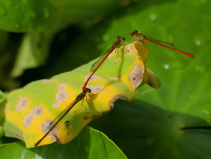 	Telebasis corallina	