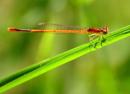 	Ischnura hastata	