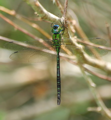 	Coryphaeshna adnexa mâle	