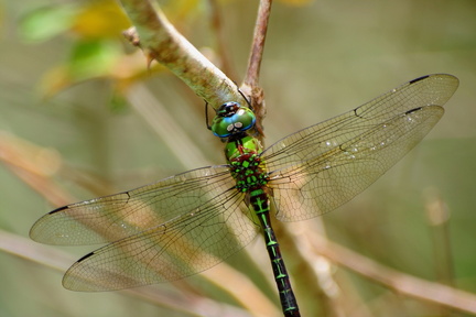 	Coryphaeshna adnexa mâle	