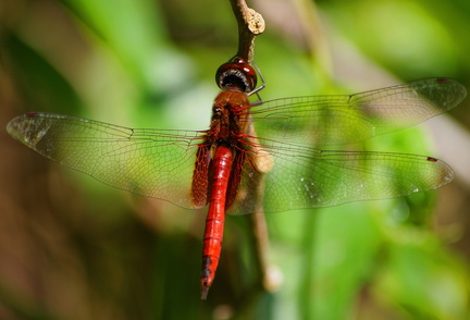 	Tramea abdominalis	