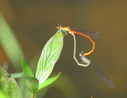 	Telebasis corallina	