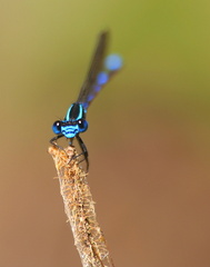 	Argia concinna	