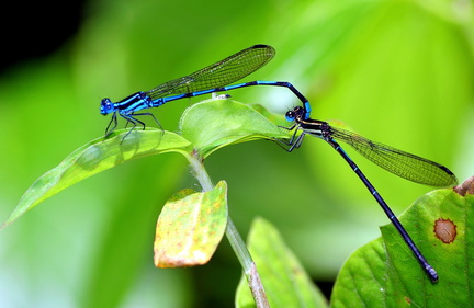 	Argia concinna	