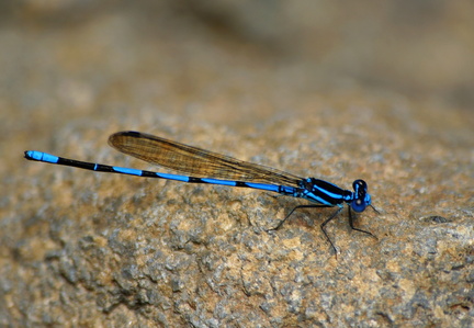 	Argia concinna	