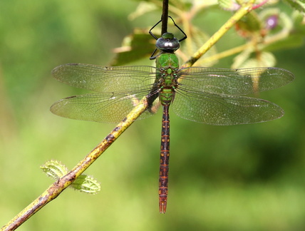 	Anax concolor	