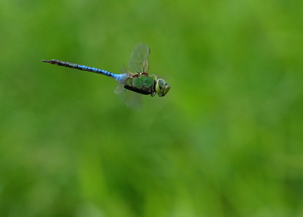 	Anax junius	