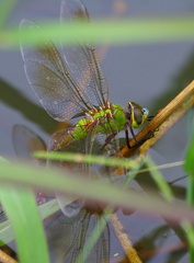 	Anax junius femelle	