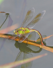 	Anax junius femelle	