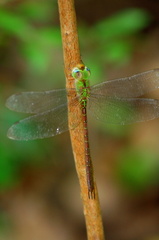 	Triacanthagyna septima	