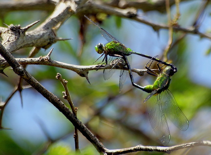 	Erythemis vesiculosa	