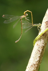 	Ischnura hastata	