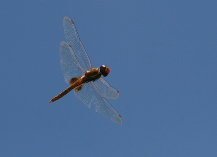 	Pantala hymenaea	