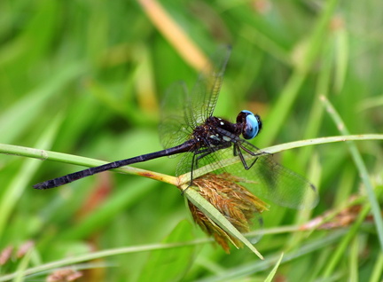 	Macrothemis celeno	