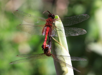 	Tramea abdominalis	