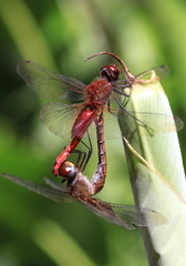 	Tramea abdominalis	