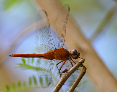 	Brachymesia furcata	