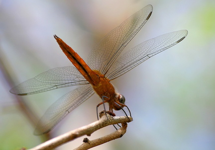 	Brachymesia furcata	