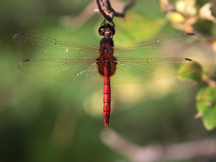 	Tauriphila australis	