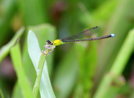 	Ischnura capreolus	