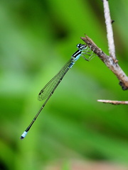 	Ischnura capreolus	