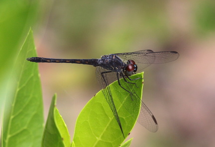 	Erythrodiplax berenice	