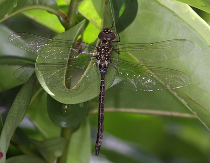 	Rhionaeschna psilus	