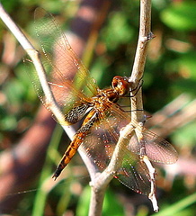 	Miathyria marcella femelle	