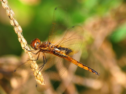 	Miathyria marcella femelle	