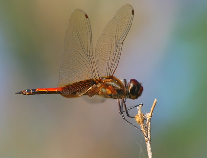 	Tramea calverti mâle	